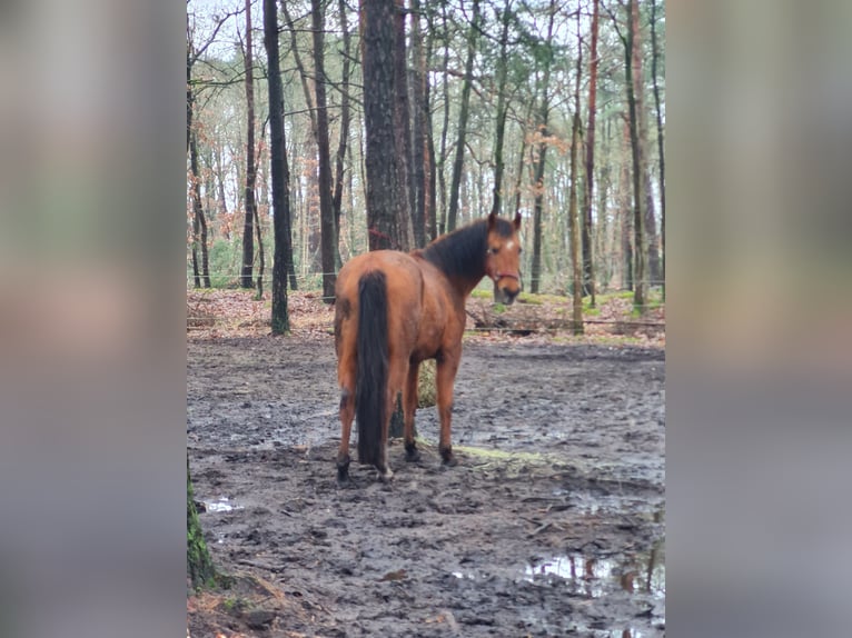 Shagya Arabian Mix Gelding 23 years 16 hh Brown in Sassenburg