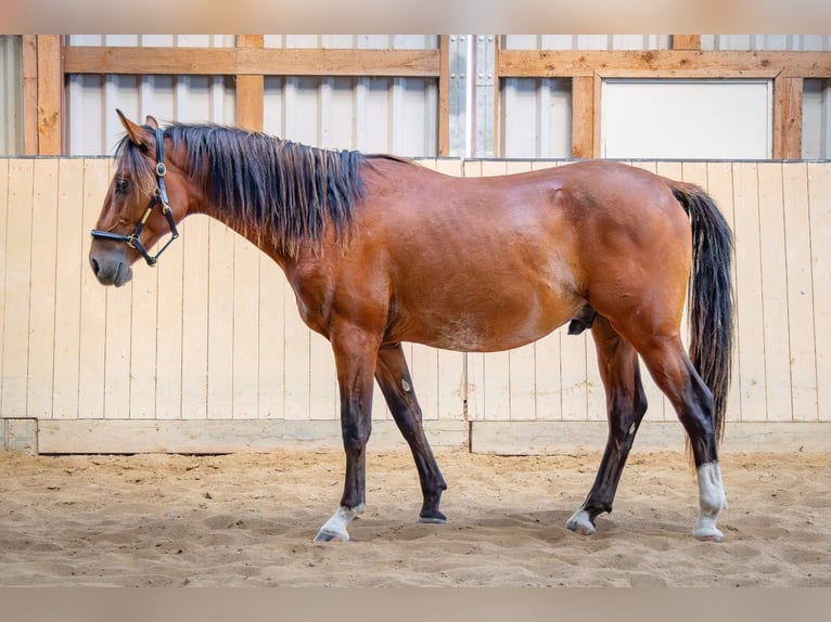 Shagya Arabian Gelding 2 years 15.1 hh Bay in Köhn