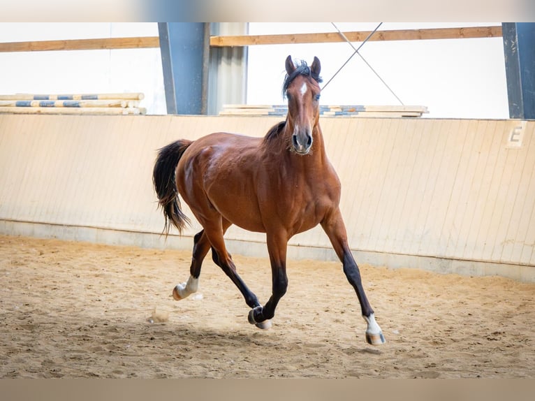 Shagya Arabian Gelding 2 years 15.1 hh Bay in Köhn