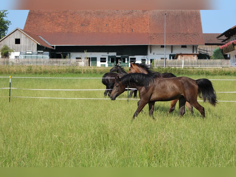 Shagya Arabian Gelding 2 years Brown in Tiefenbach