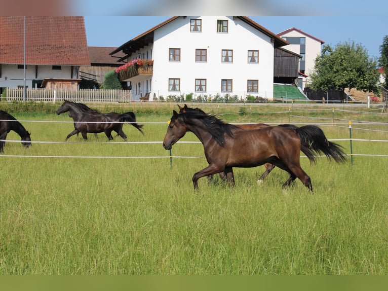 Shagya Arabian Gelding 2 years Brown in Tiefenbach