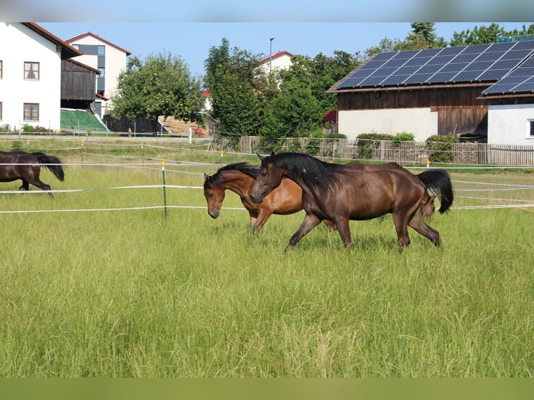 Shagya Arabian Gelding 2 years Brown in Tiefenbach