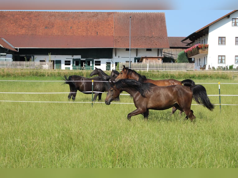 Shagya Arabian Gelding 2 years Brown in Tiefenbach