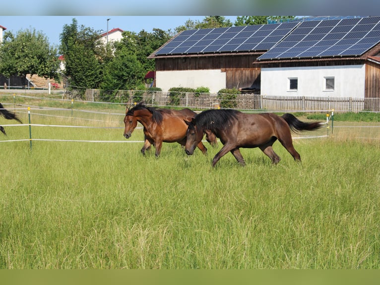Shagya Arabian Gelding 2 years Brown in Tiefenbach