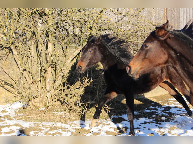 Shagya Arabian Gelding 2 years Brown in Tiefenbach