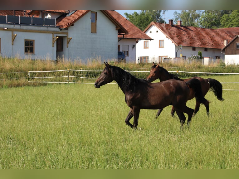 Shagya Arabian Gelding 2 years Brown in Tiefenbach