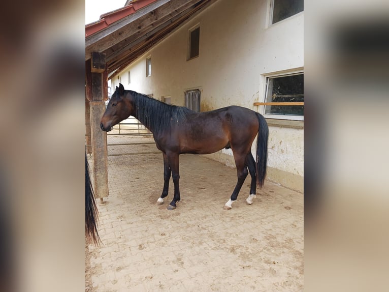 Shagya Arabian Gelding 2 years Brown in Tiefenbach