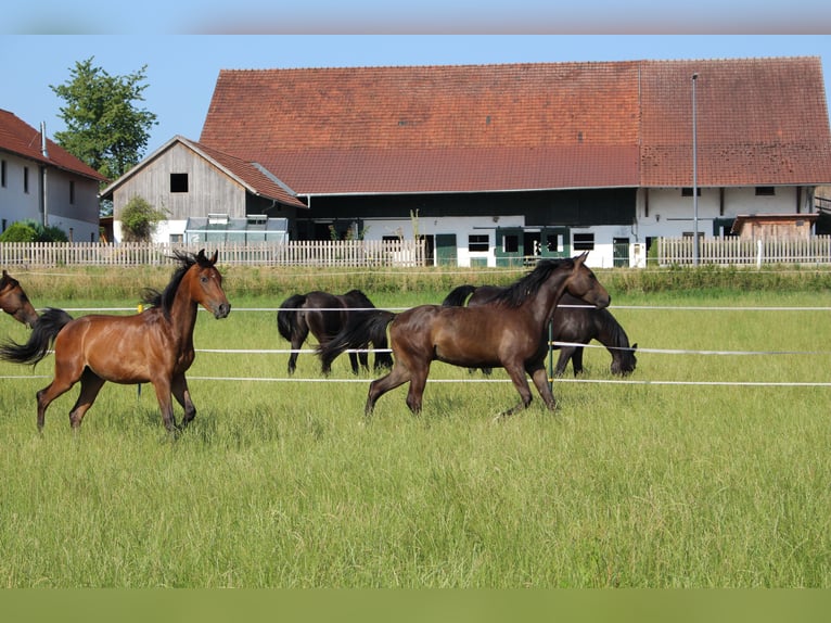 Shagya Arabian Gelding 2 years Brown in Tiefenbach