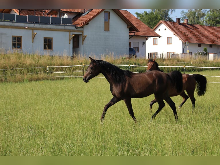 Shagya Arabian Gelding 2 years Brown in Tiefenbach