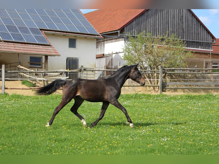 Shagya Arabian Gelding 2 years Brown in Tiefenbach