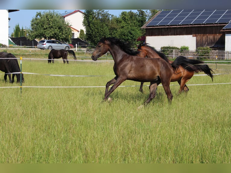 Shagya Arabian Gelding 2 years Brown in Tiefenbach