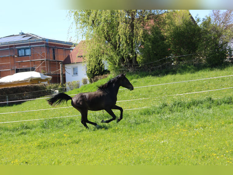 Shagya Arabian Gelding 2 years Brown in Tiefenbach