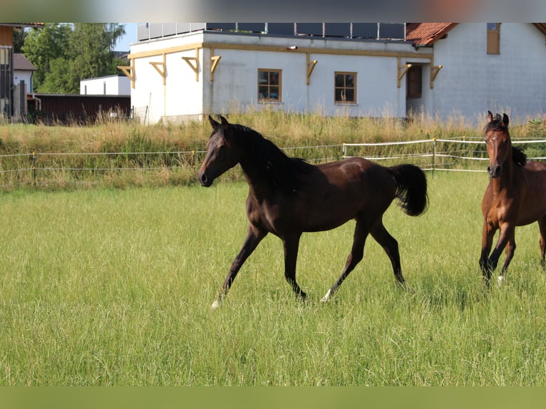 Shagya Arabian Gelding 2 years Brown in Tiefenbach