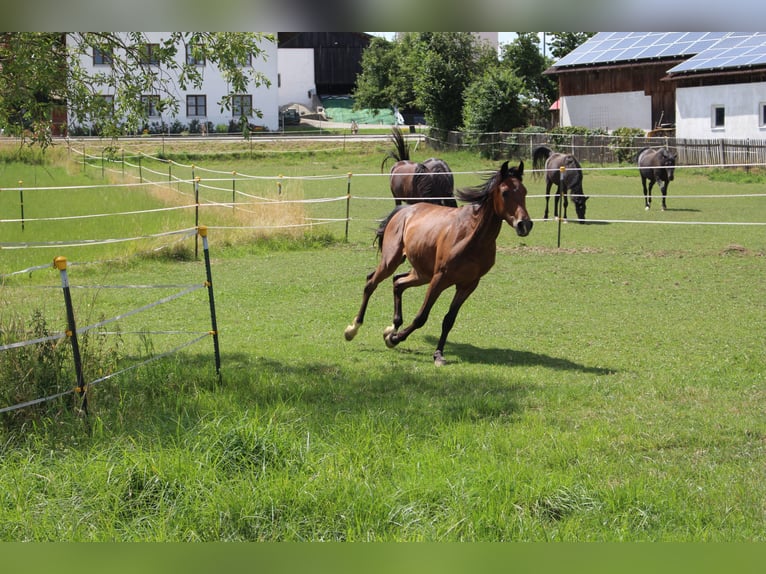 Shagya Arabian Gelding 2 years Brown in Tiefenbach
