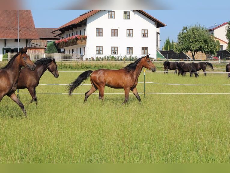 Shagya Arabian Gelding 2 years Brown in Tiefenbach