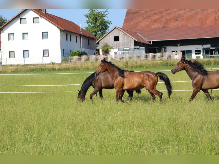 Shagya Arabian Gelding 2 years Brown in Tiefenbach
