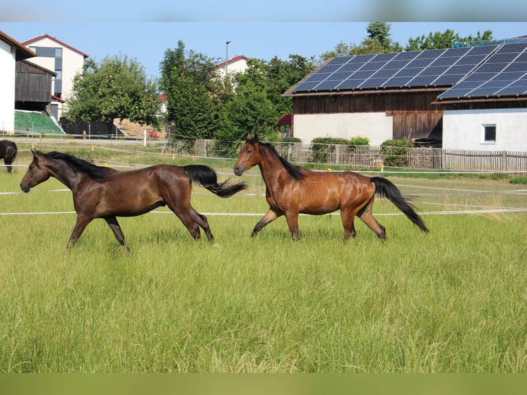 Shagya Arabian Gelding 2 years Brown in Tiefenbach