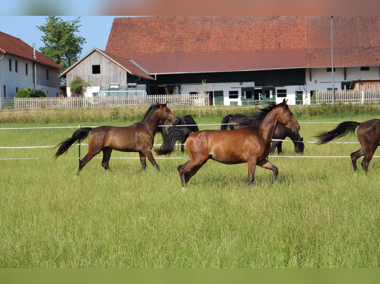 Shagya Arabian Gelding 2 years Brown in Tiefenbach