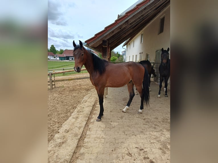 Shagya Arabian Gelding 2 years Brown in Tiefenbach