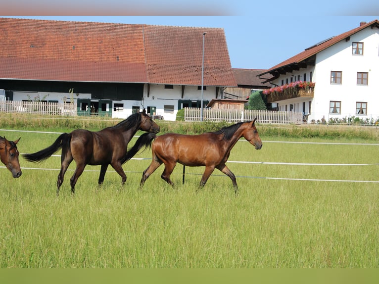 Shagya Arabian Gelding 2 years Brown in Tiefenbach