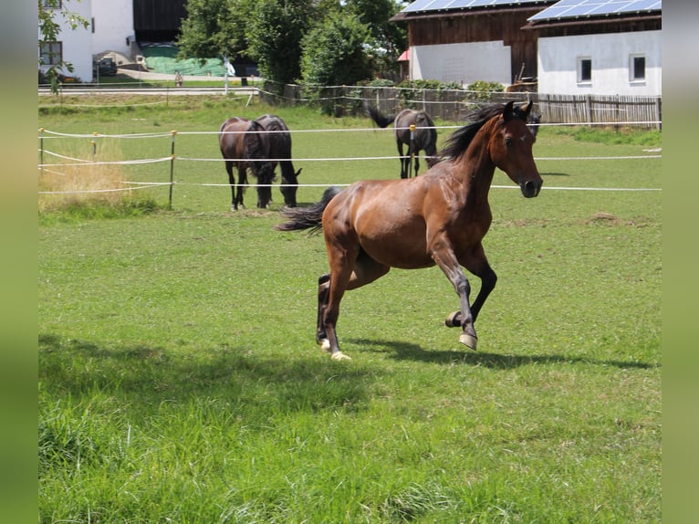 Shagya Arabian Gelding 2 years Brown in Tiefenbach