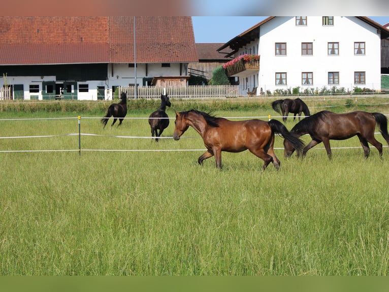 Shagya Arabian Gelding 2 years Brown in Tiefenbach