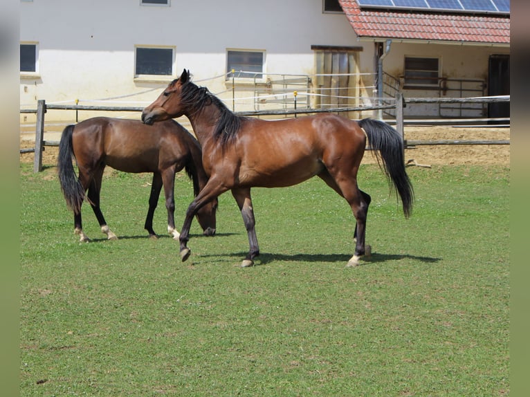 Shagya Arabian Gelding 2 years Brown in Tiefenbach