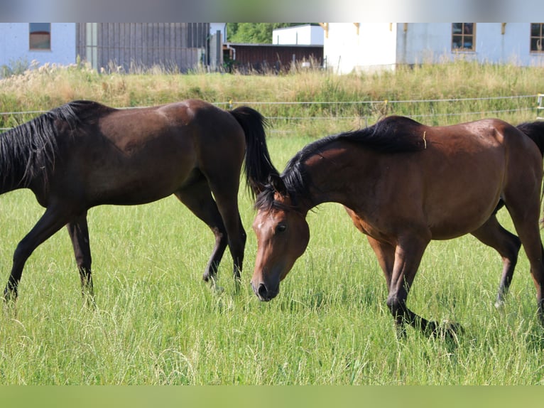 Shagya Arabian Gelding 2 years Brown in Tiefenbach