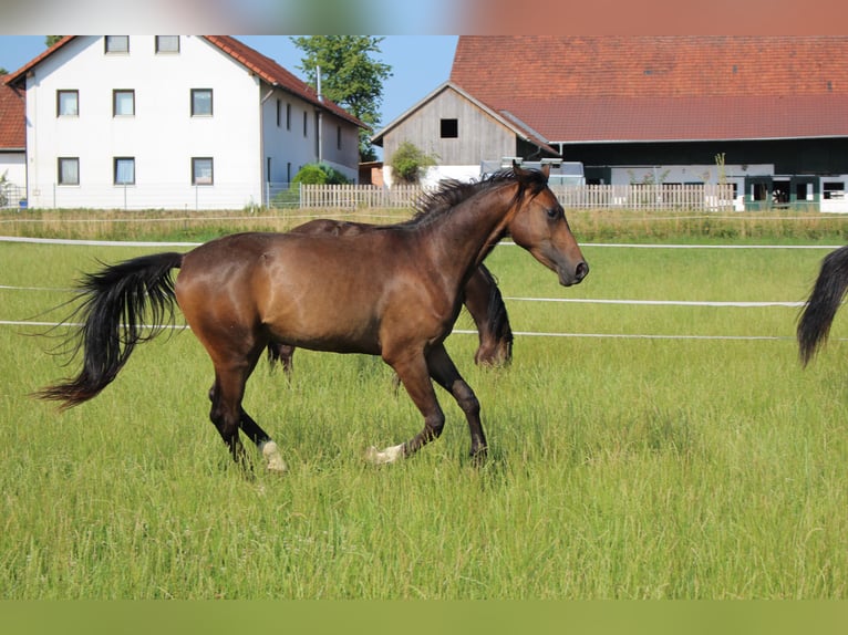 Shagya Arabian Gelding 2 years Brown in Tiefenbach