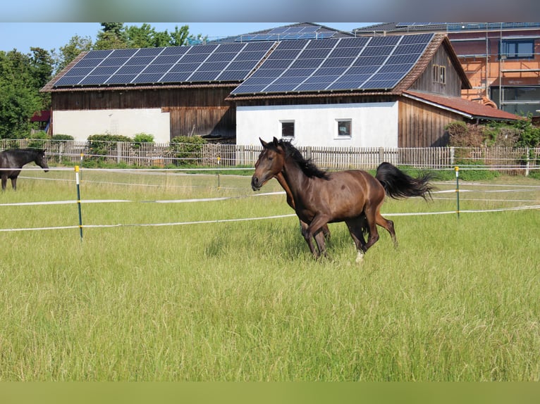 Shagya Arabian Gelding 2 years Brown in Tiefenbach