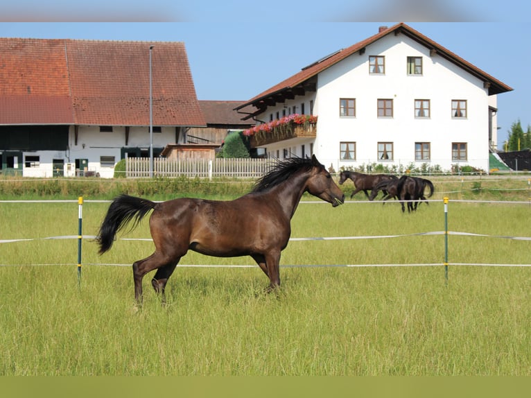 Shagya Arabian Gelding 2 years Brown in Tiefenbach