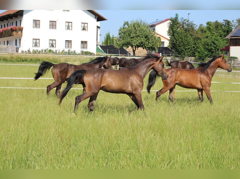 Shagya Arabian Gelding 2 years Brown in Tiefenbach