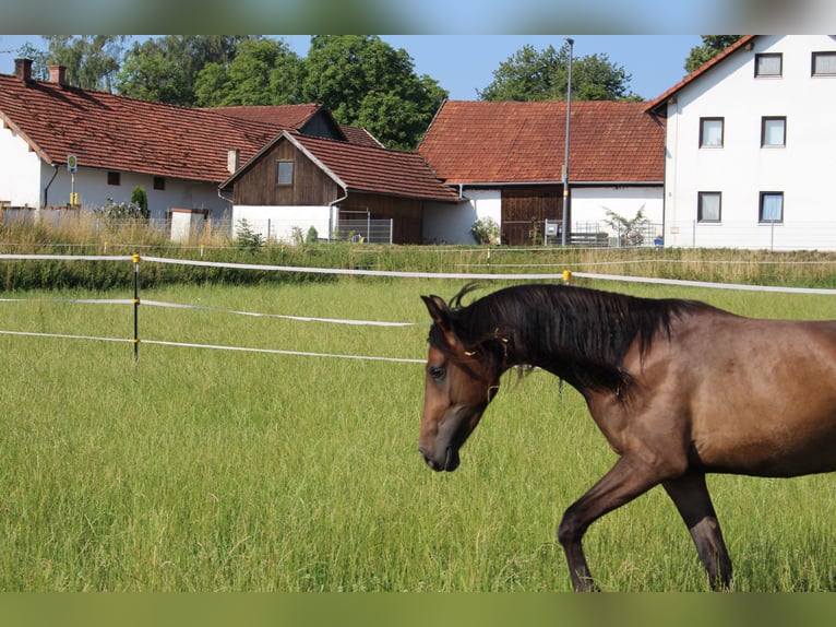 Shagya Arabian Gelding 2 years Brown in Tiefenbach