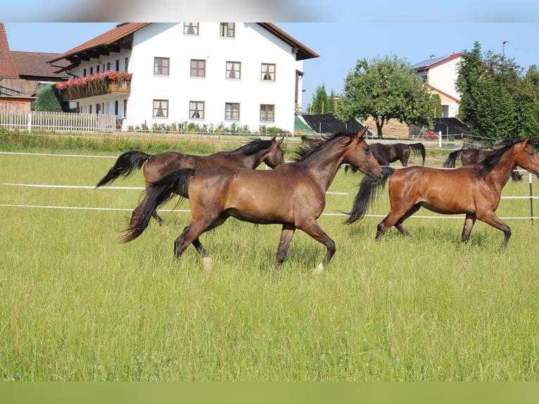 Shagya Arabian Gelding 2 years Brown in Tiefenbach