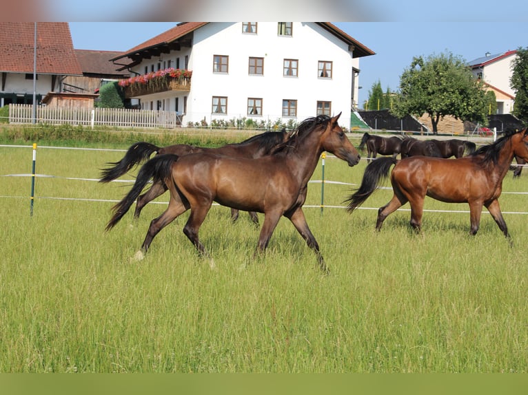 Shagya Arabian Gelding 2 years Brown in Tiefenbach
