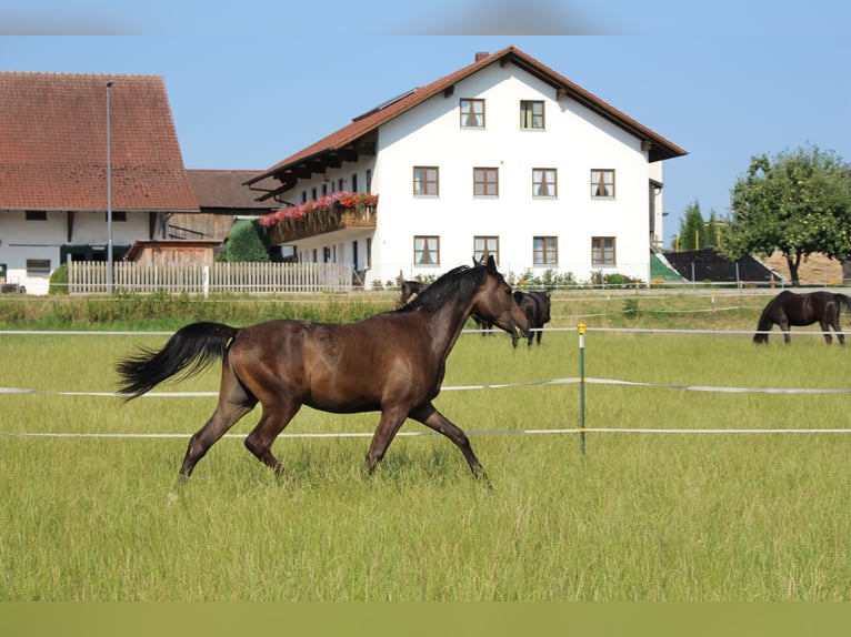 Shagya Arabian Gelding 2 years Brown in Tiefenbach