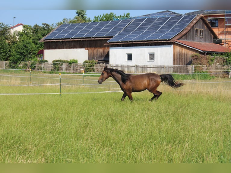 Shagya Arabian Gelding 2 years Brown in Tiefenbach