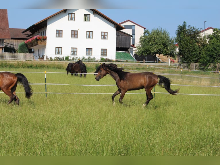Shagya Arabian Gelding 2 years Brown in Tiefenbach