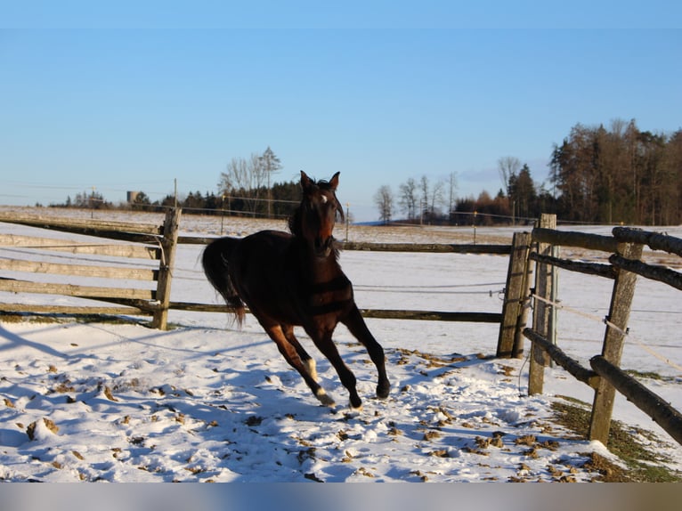 Shagya Arabian Gelding 2 years Brown in Tiefenbach