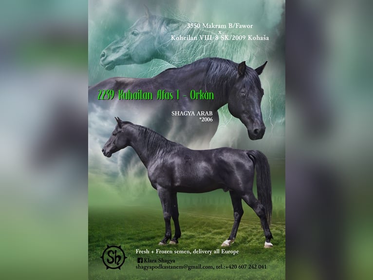 Shagya Arabian Gelding 3 years 14,3 hh Brown in Fr&#xFD;dlant