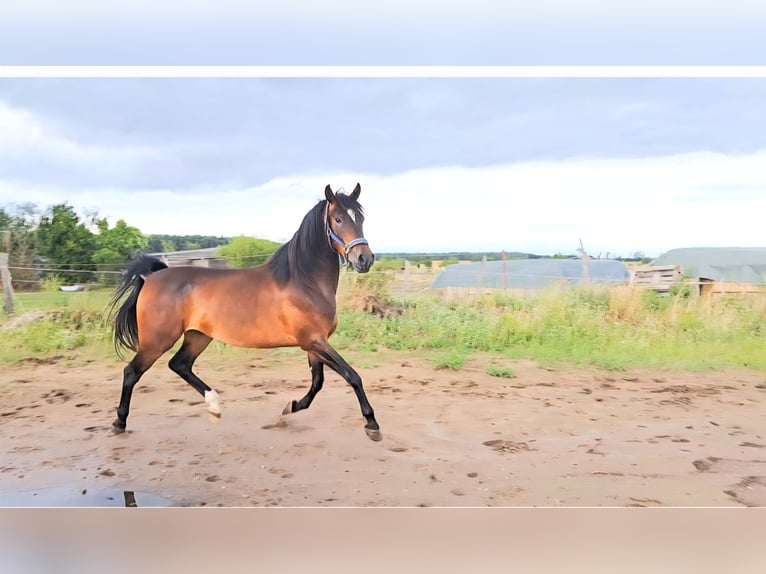 Shagya Arabian Gelding 3 years 15,1 hh Brown in Sch&#xF6;nwalde-Glien OT Wansdorf