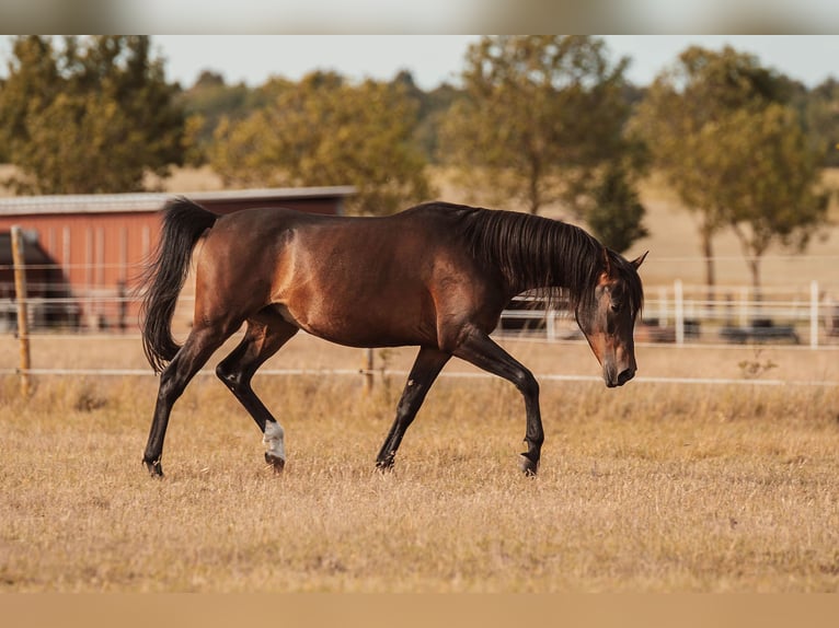 Shagya Arabian Gelding 3 years 15,1 hh Brown in Sch&#xF6;nwalde-Glien OT Wansdorf