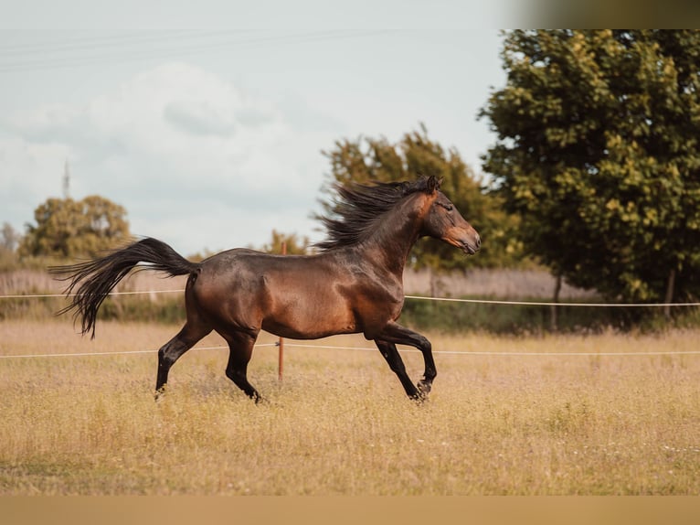 Shagya Arabian Gelding 3 years 15,1 hh Brown in Sch&#xF6;nwalde-Glien OT Wansdorf