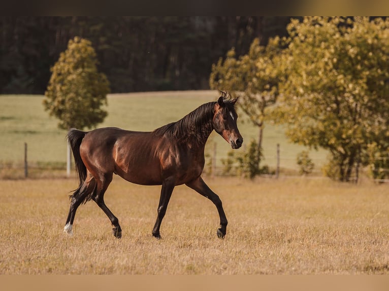 Shagya Arabian Gelding 3 years 15,1 hh Brown in Sch&#xF6;nwalde-Glien OT Wansdorf