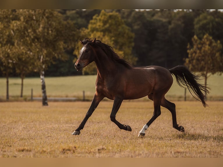 Shagya Arabian Gelding 3 years 15,1 hh Brown in Sch&#xF6;nwalde-Glien OT Wansdorf