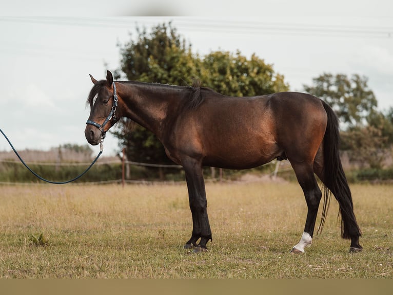 Shagya Arabian Gelding 3 years 15,1 hh Brown in Sch&#xF6;nwalde-Glien OT Wansdorf
