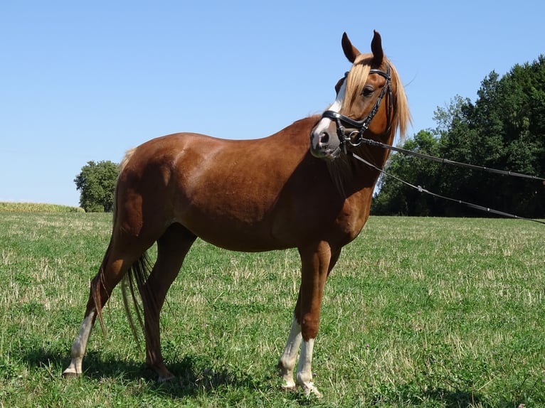 Shagya Arabian Gelding 4 years 14.3 hh Chestnut-Red in Pettenbach
