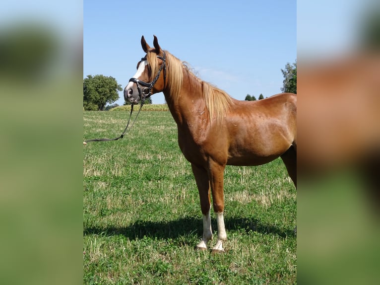 Shagya Arabian Gelding 4 years 14.3 hh Chestnut-Red in Pettenbach