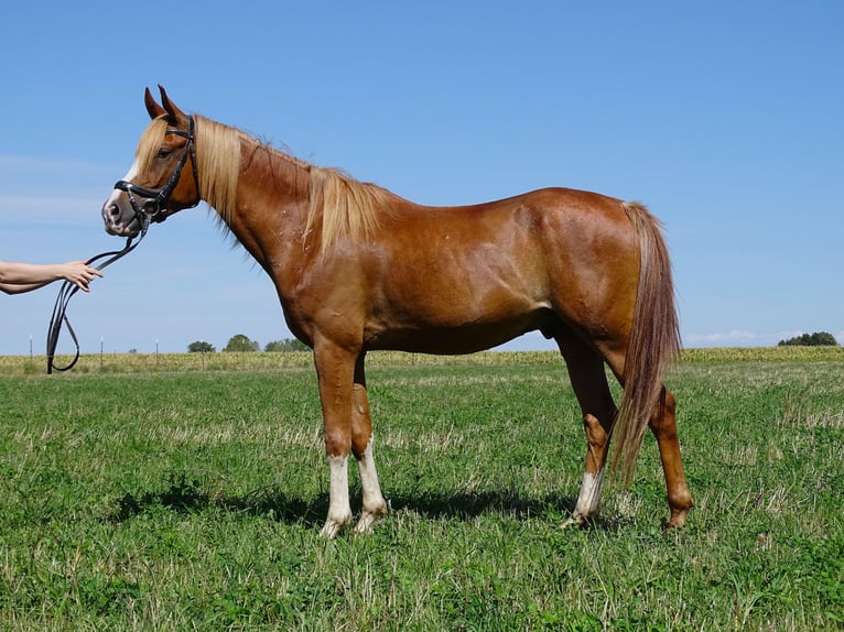 Shagya Arabian Gelding 4 years 14.3 hh Chestnut-Red in Pettenbach