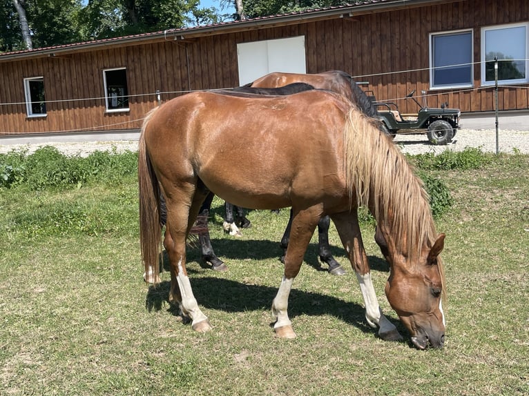 Shagya Arabian Gelding 4 years 14.3 hh Chestnut-Red in Pettenbach